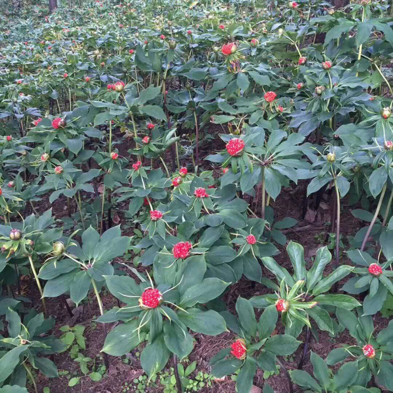 重楼苗四川重楼苗七叶一枝花基地种植质量保证