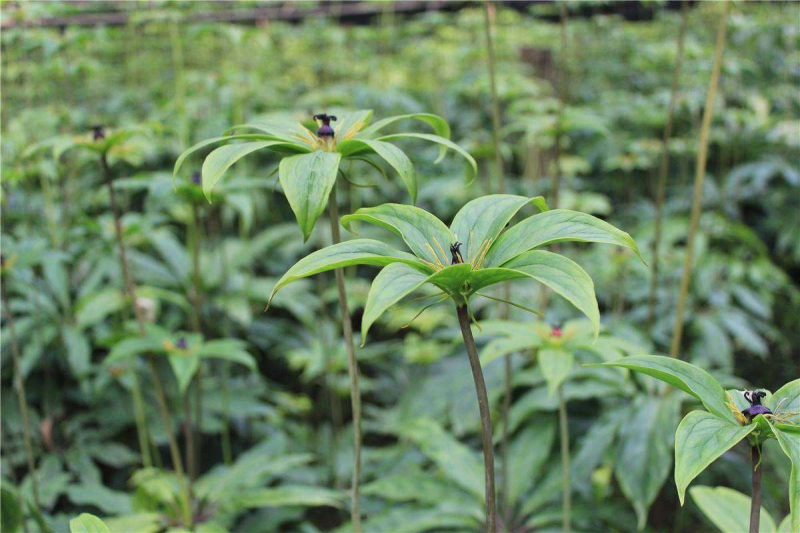 重楼苗四川重楼苗七叶一枝花基地种植质量保证