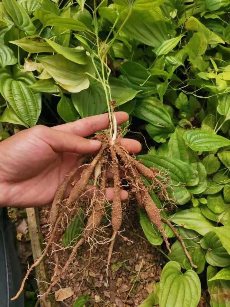 百部种苗四川百部种苗种植基地直供物美价廉质量保证