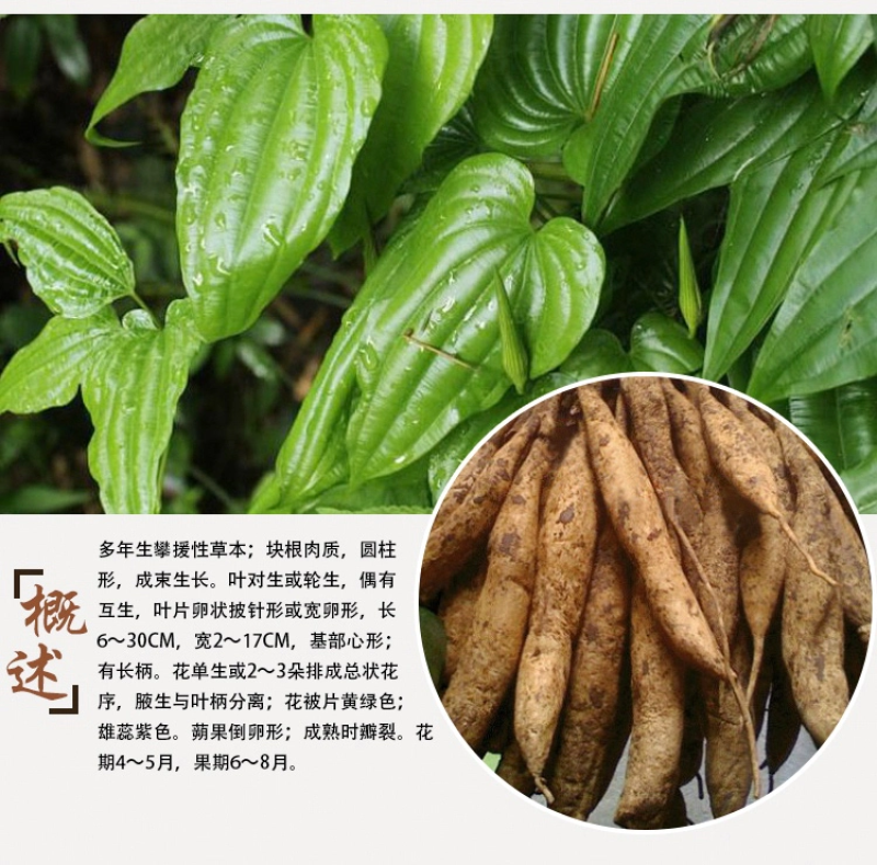 百部种苗四川百部种苗种植基地直供物美价廉质量保证