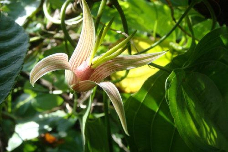 百部种苗四川百部种苗种植基地直供物美价廉质量保证