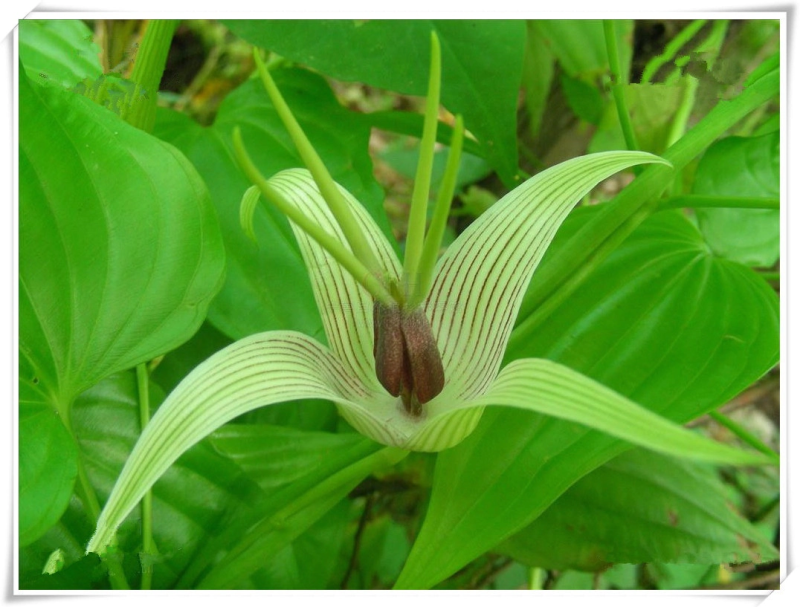 百部种苗四川百部种苗种植基地直供物美价廉质量保证