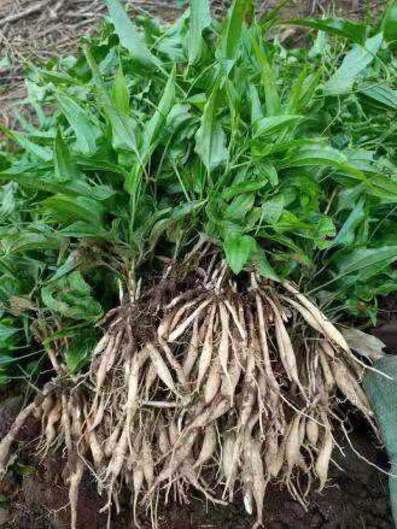 百部种苗四川百部种苗种植基地直供物美价廉质量保证