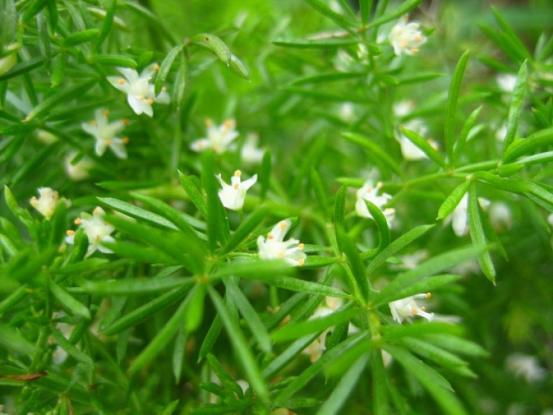 天冬苗四川天冬苗种植基地直供质量保证欢迎采购