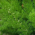 天冬苗四川天冬苗种植基地直供质量保证欢迎采购