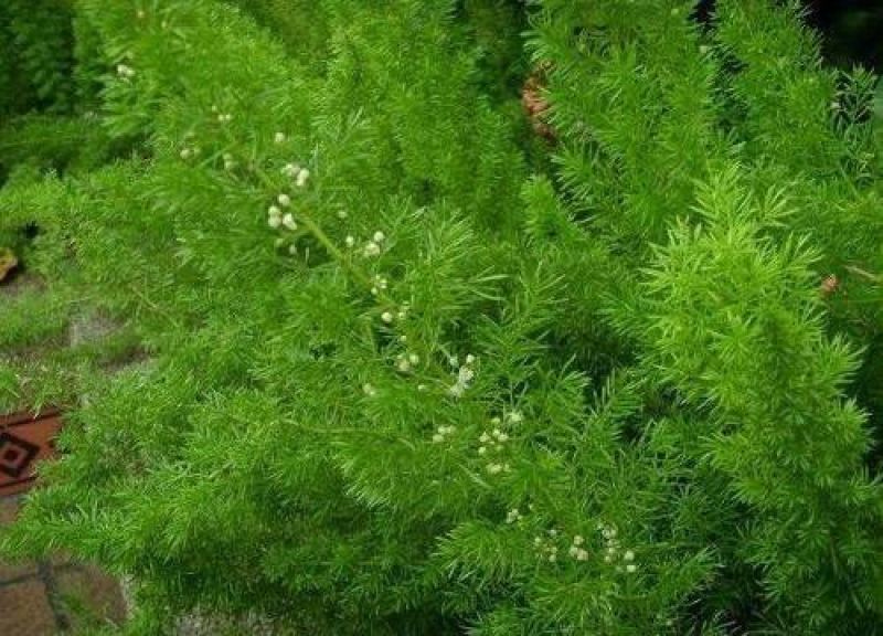 天冬苗四川天冬苗种植基地直供质量保证欢迎采购