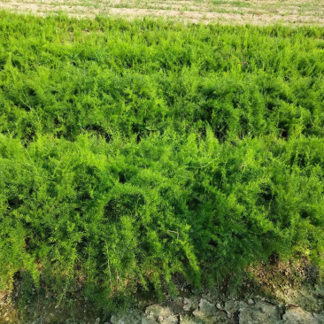 天冬苗四川天冬苗种植基地直供质量保证欢迎采购