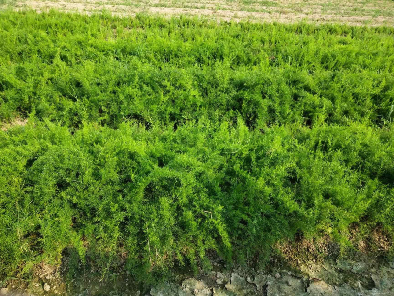 天冬苗四川天冬苗种植基地直供质量保证欢迎采购