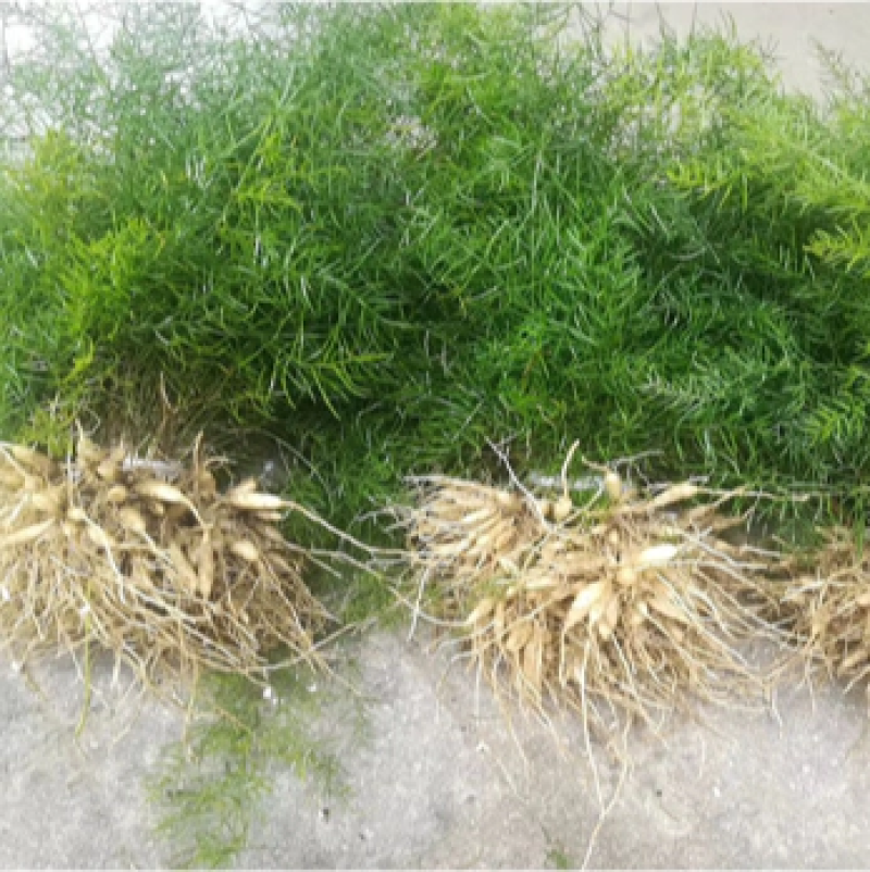 天冬苗四川天冬苗种植基地直供质量保证欢迎采购