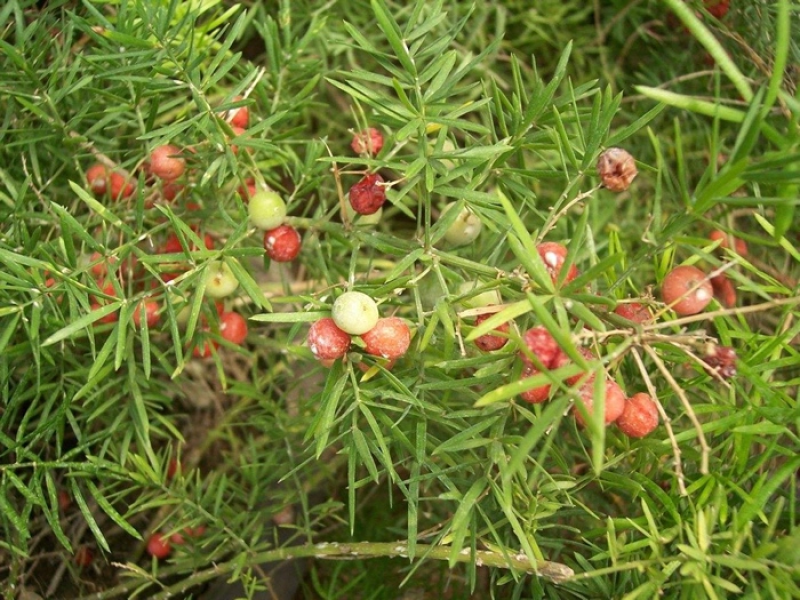 天冬苗四川天冬苗种植基地直供质量保证欢迎采购