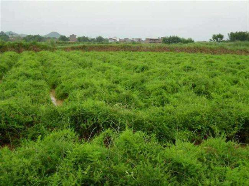 天冬苗四川天冬苗种植基地直供质量保证欢迎采购