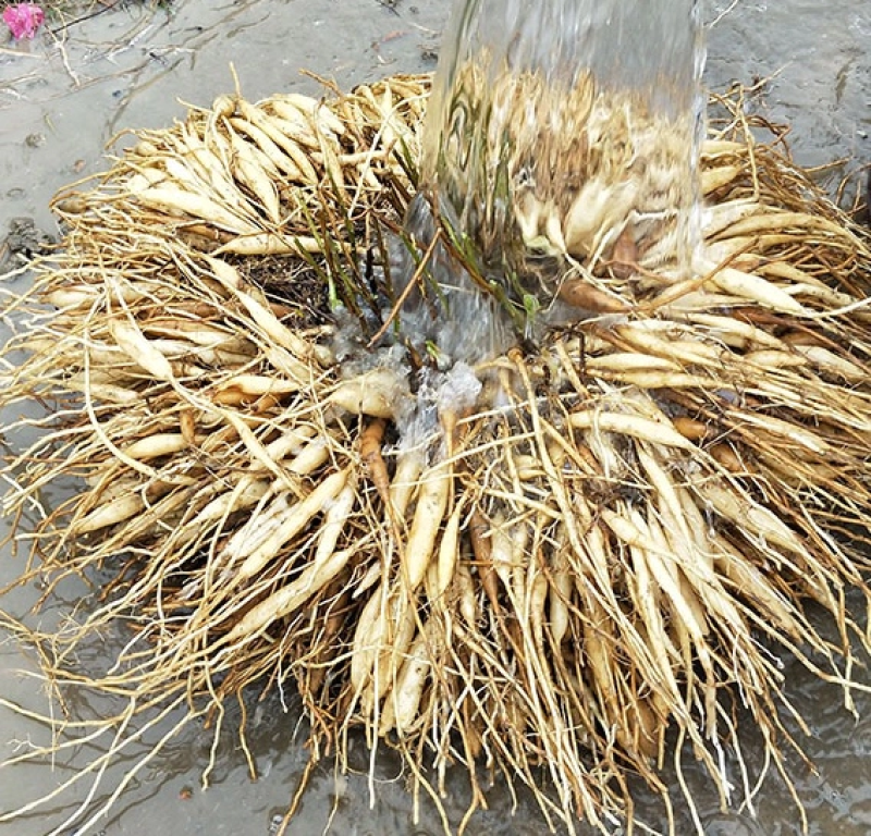 天冬苗四川天冬苗种植基地直供质量保证欢迎采购