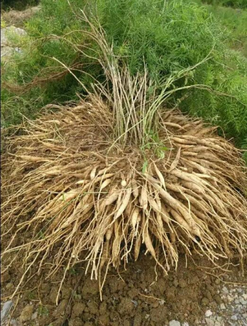 天冬苗四川天冬苗种植基地直供质量保证欢迎采购