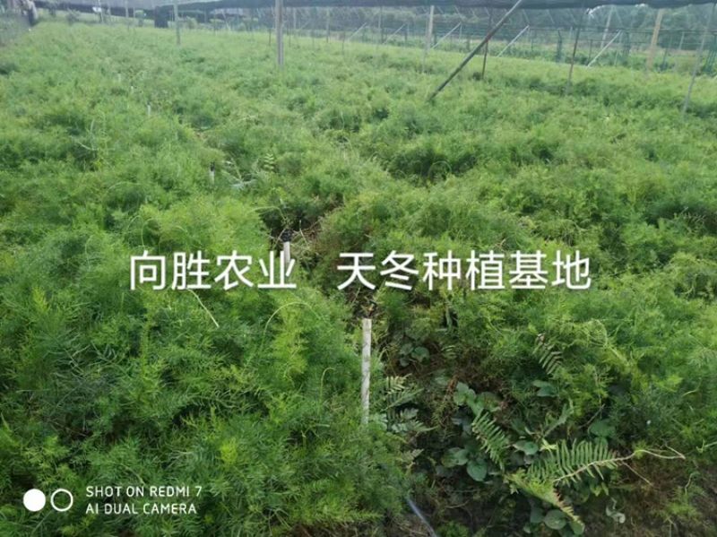 天冬苗四川天冬苗种植基地直供质量保证欢迎采购