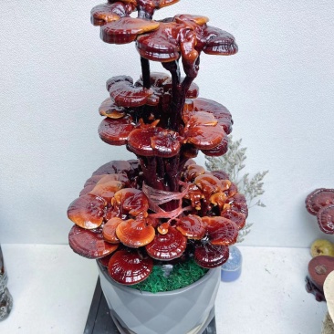 【灵芝】三层灵芝产地直销包技术包售后全国发货