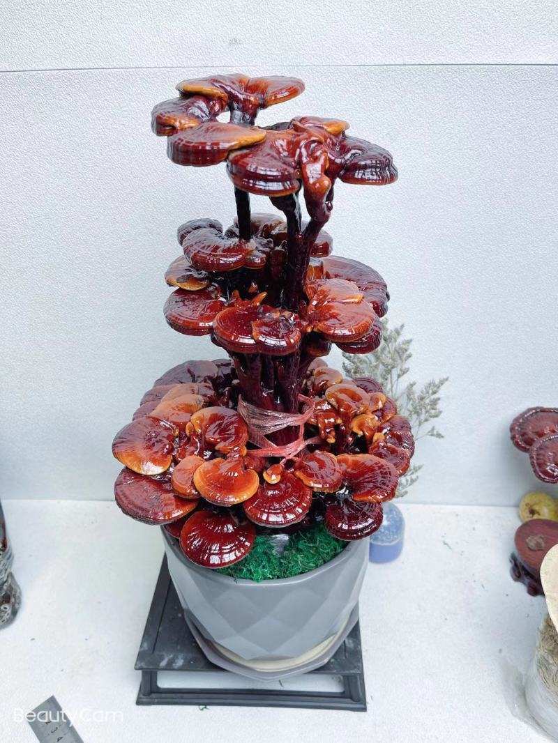 【灵芝】三层灵芝产地直销包技术包售后全国发货