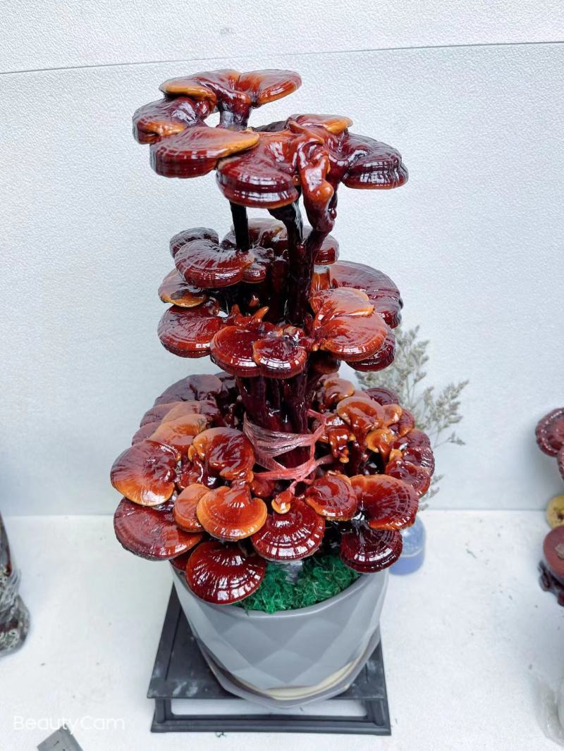 【灵芝】三层灵芝产地直销包技术包售后全国发货