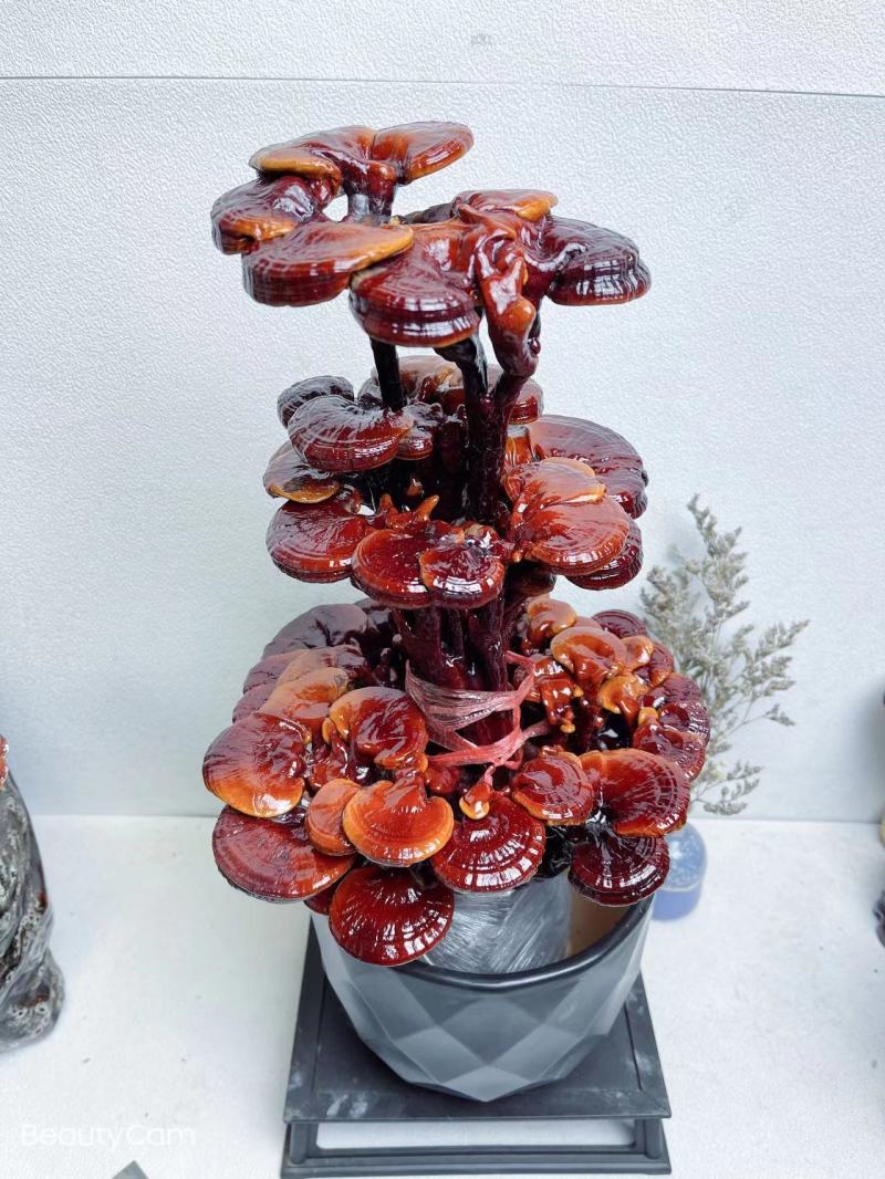 【灵芝】三层灵芝产地直销包技术包售后全国发货