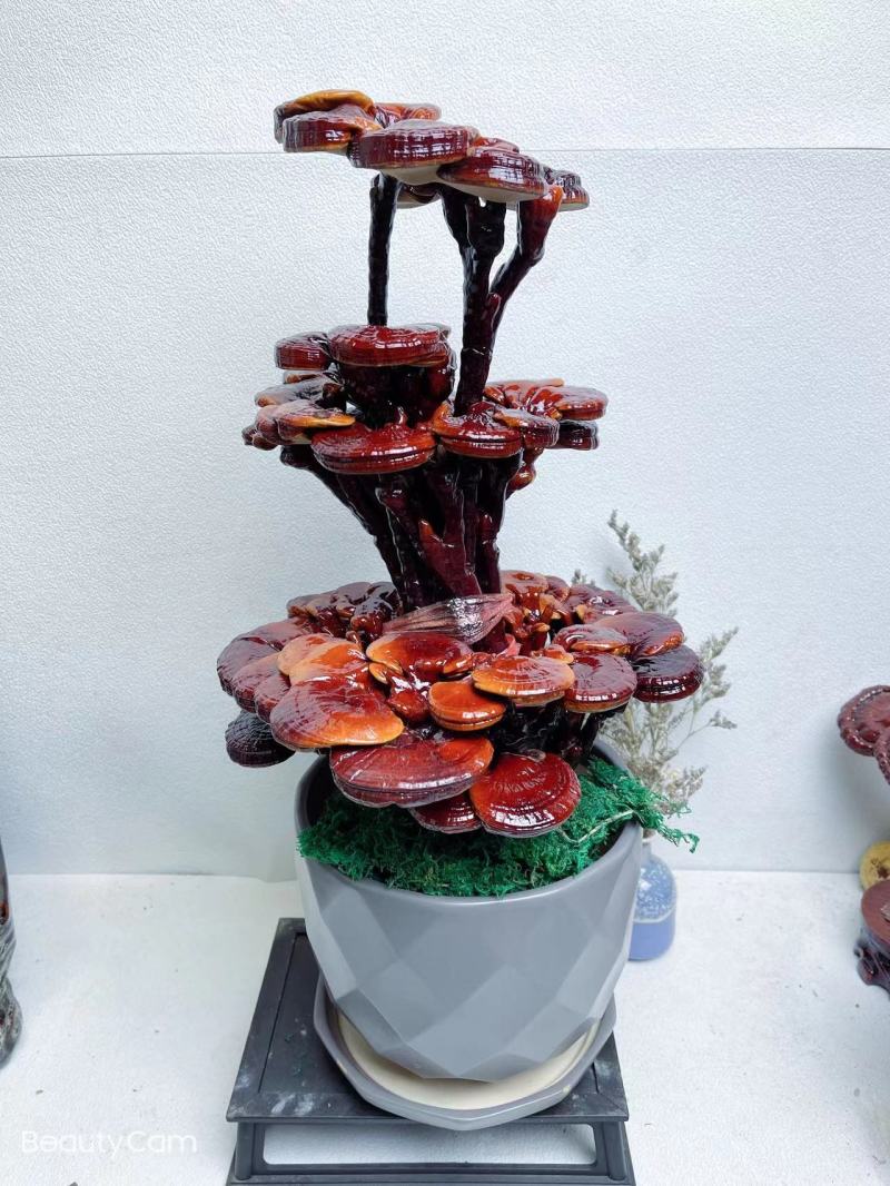 【灵芝】三层灵芝产地直销包技术包售后全国发货