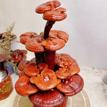 【灵芝】小三层灵芝高度30宽16一手货源量大从优