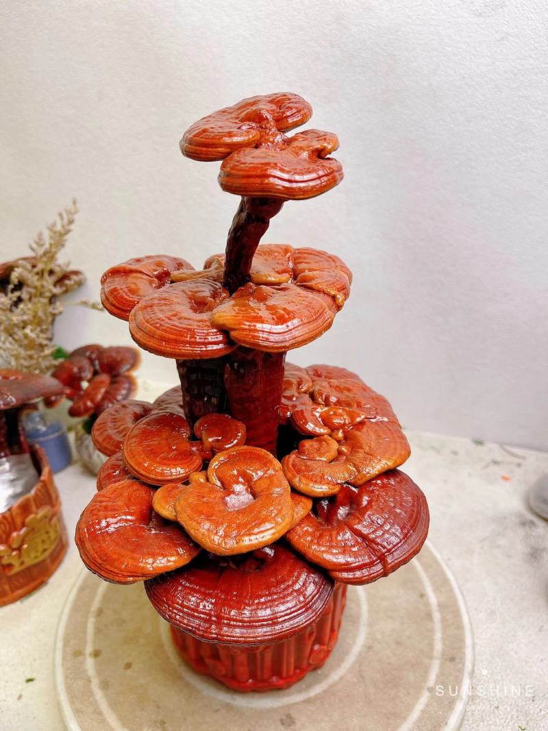【灵芝】小三层灵芝高度30宽16一手货源量大从优