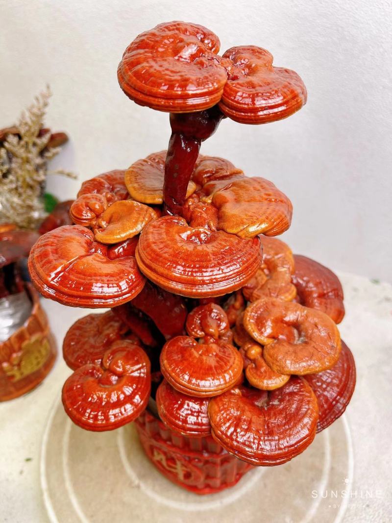 【灵芝】小三层灵芝高度30宽16一手货源量大从优