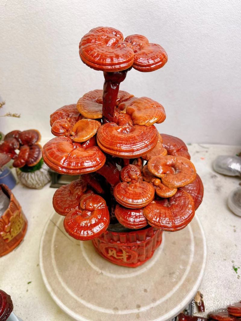 【灵芝】小三层灵芝高度30宽16一手货源量大从优