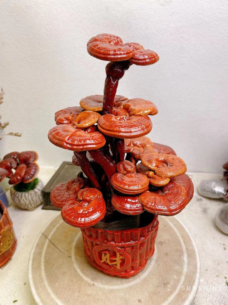 【灵芝】小三层灵芝高度30宽16一手货源量大从优