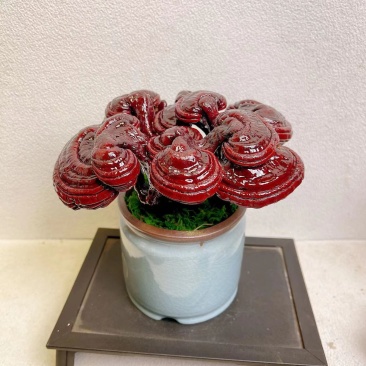 【灵芝】紫灵芝常年供应保质品质包技术售后
