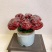 【灵芝】紫灵芝常年供应保质品质包技术售后