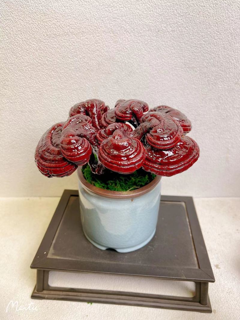 【灵芝】紫灵芝常年供应保质品质包技术售后