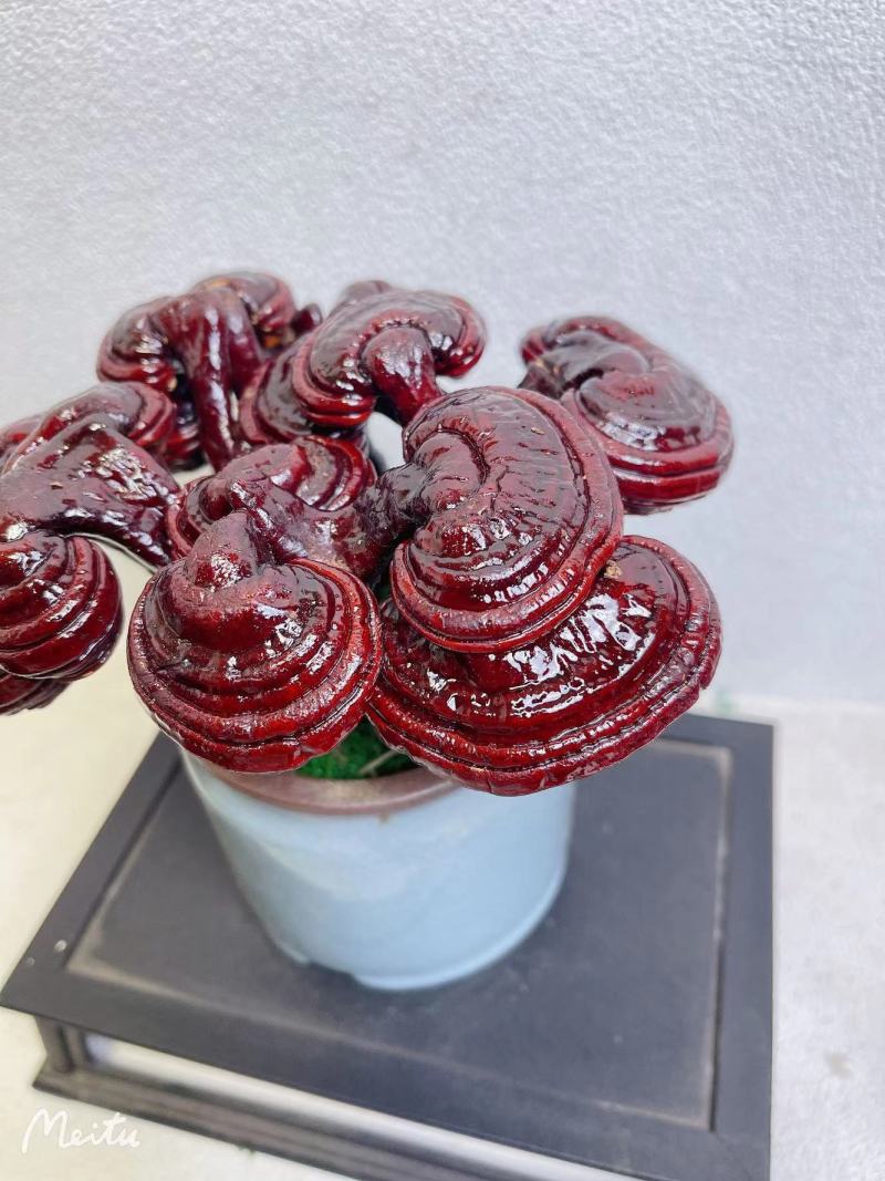 【灵芝】紫灵芝常年供应保质品质包技术售后