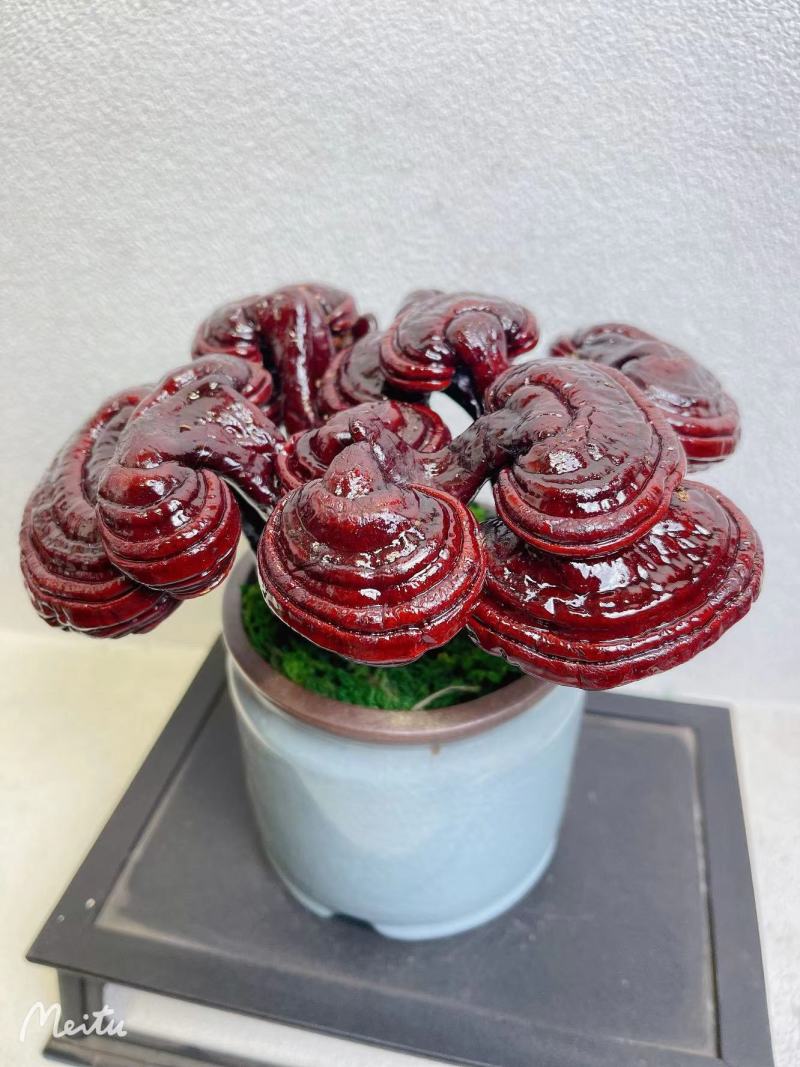 【灵芝】紫灵芝常年供应保质品质包技术售后