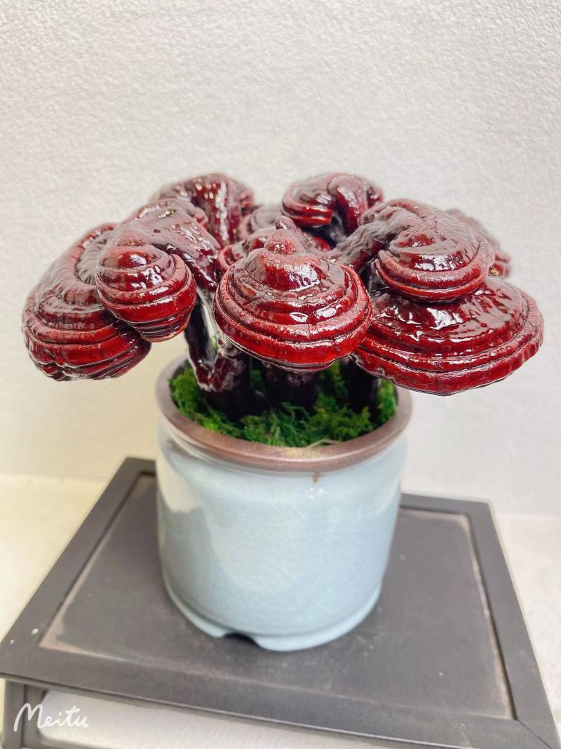 【灵芝】紫灵芝常年供应保质品质包技术售后