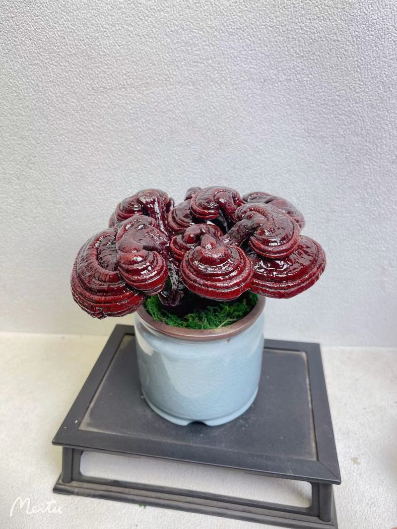 【灵芝】紫灵芝常年供应保质品质包技术售后