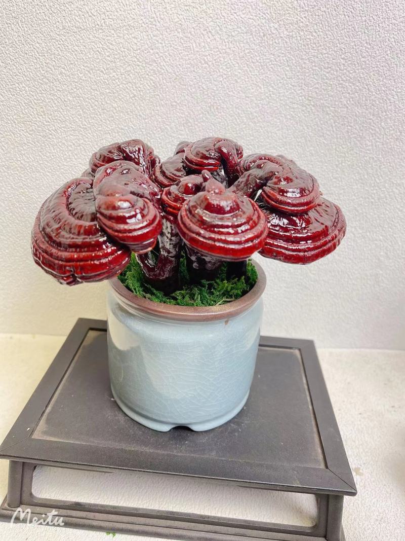 【灵芝】紫灵芝常年供应保质品质包技术售后