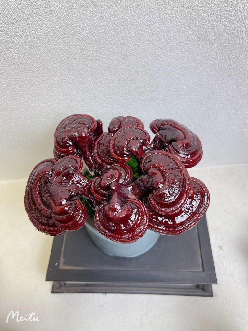 【灵芝】紫灵芝常年供应保质品质包技术售后