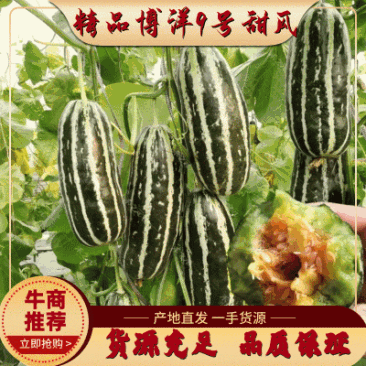 【牛商推荐】精品博洋甜瓜，博洋9甜瓜大量上市中，品质保证