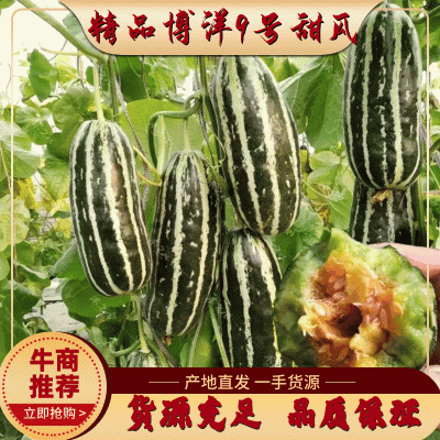 【牛商推荐】精品博洋甜瓜，博洋9甜瓜大量上市中，品质保证