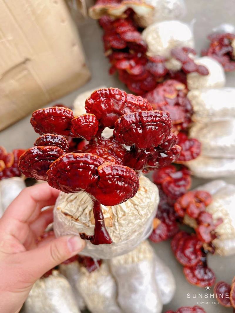 【灵芝】灵芝带菌包量大从优品质保证欢迎选购