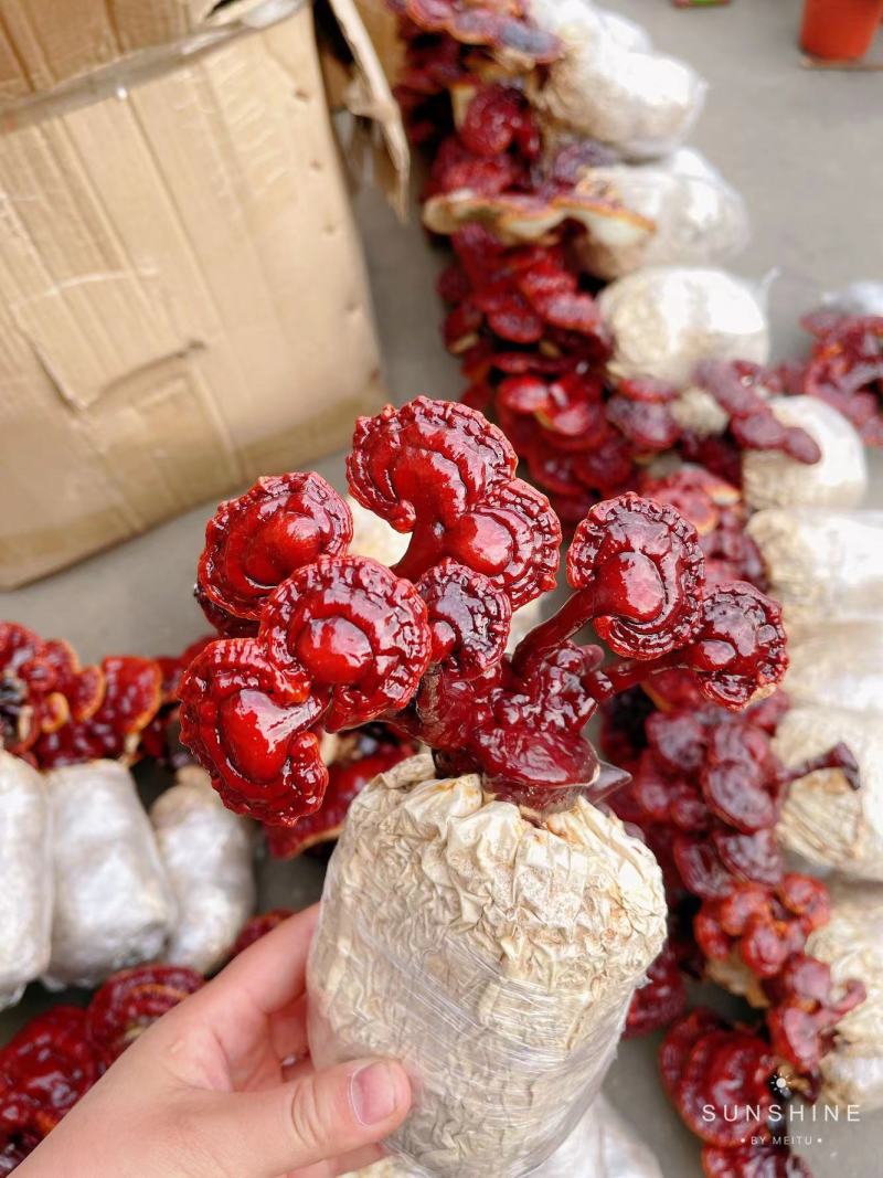 【灵芝】灵芝带菌包量大从优品质保证欢迎选购