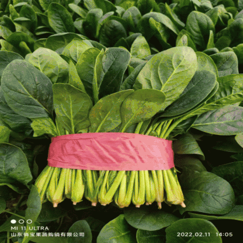 大叶菠菜23-26公分大叶菠菜山东淄博高青万亩菠菜产地