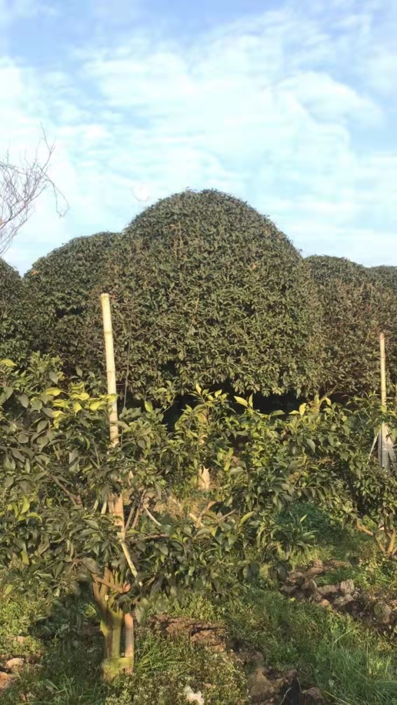高杆桂花基地直供欢迎各位商家进店咨询采购