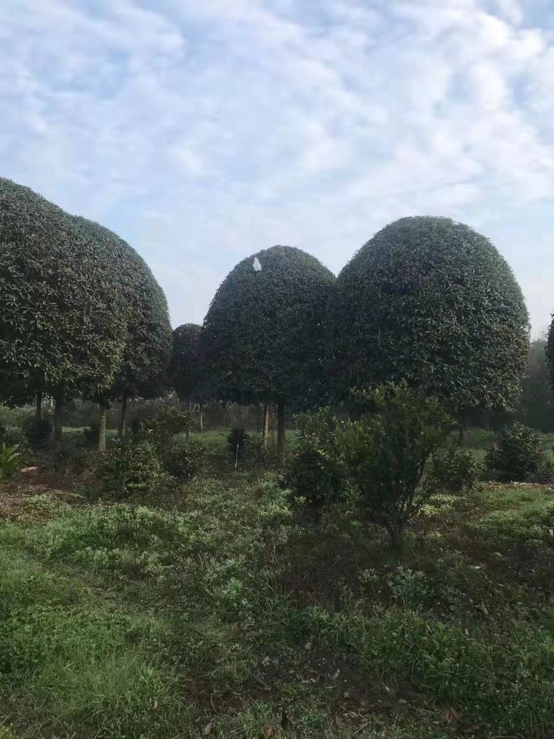高杆桂花基地直供欢迎各位商家进店咨询采购