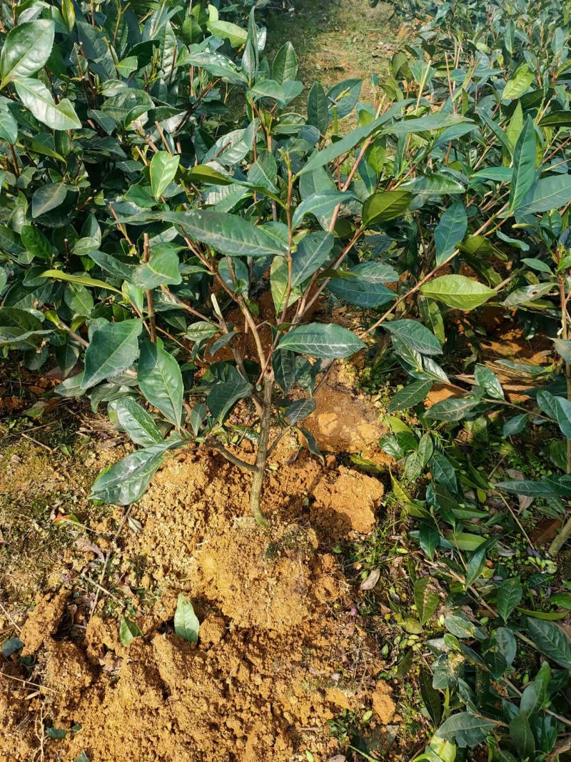 茶树苗量大从优品种纯正根系发达产地直发