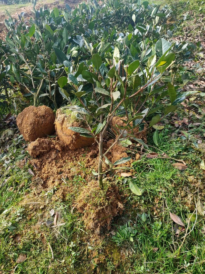 茶树苗量大从优品种纯正根系发达产地直发