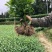 茶树苗量大从优品种纯正根系发达产地直发