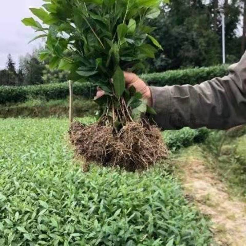 茶树苗量大从优品种纯正根系发达产地直发
