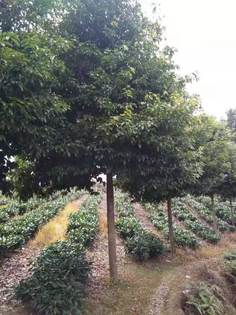 桢楠树生产基地直销欢迎进店咨询选购