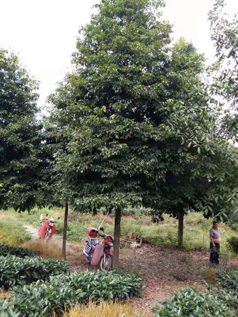 桢楠树生产基地直销欢迎进店咨询选购